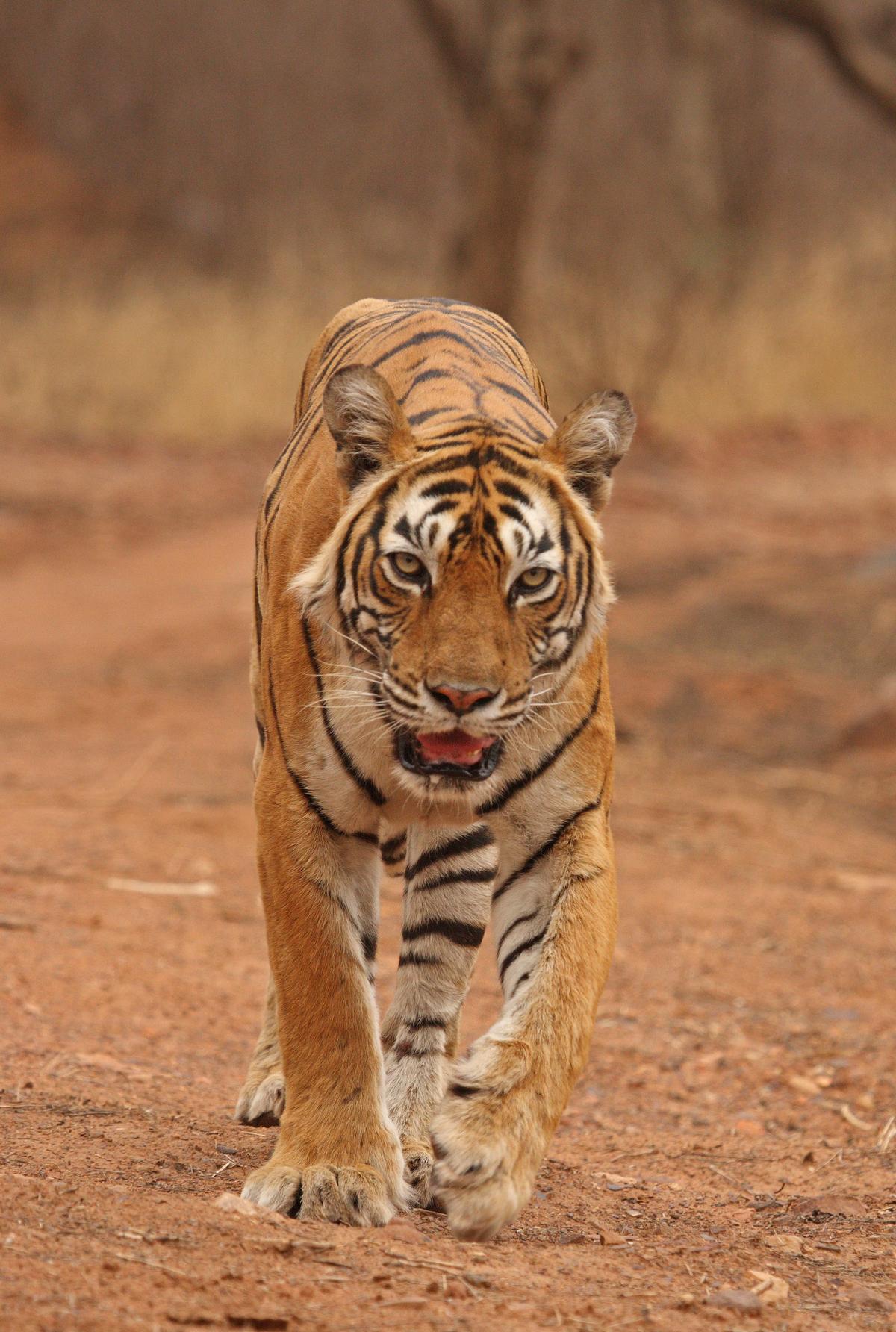 Machhli served as the poster child of Project Tiger for a couple of decades. 

Photography by Dharmendra Khandal, Conservation Biologist, Tiger Watch, Ranthambhorem Sawai Madhopur, Rajasthan, INDIA