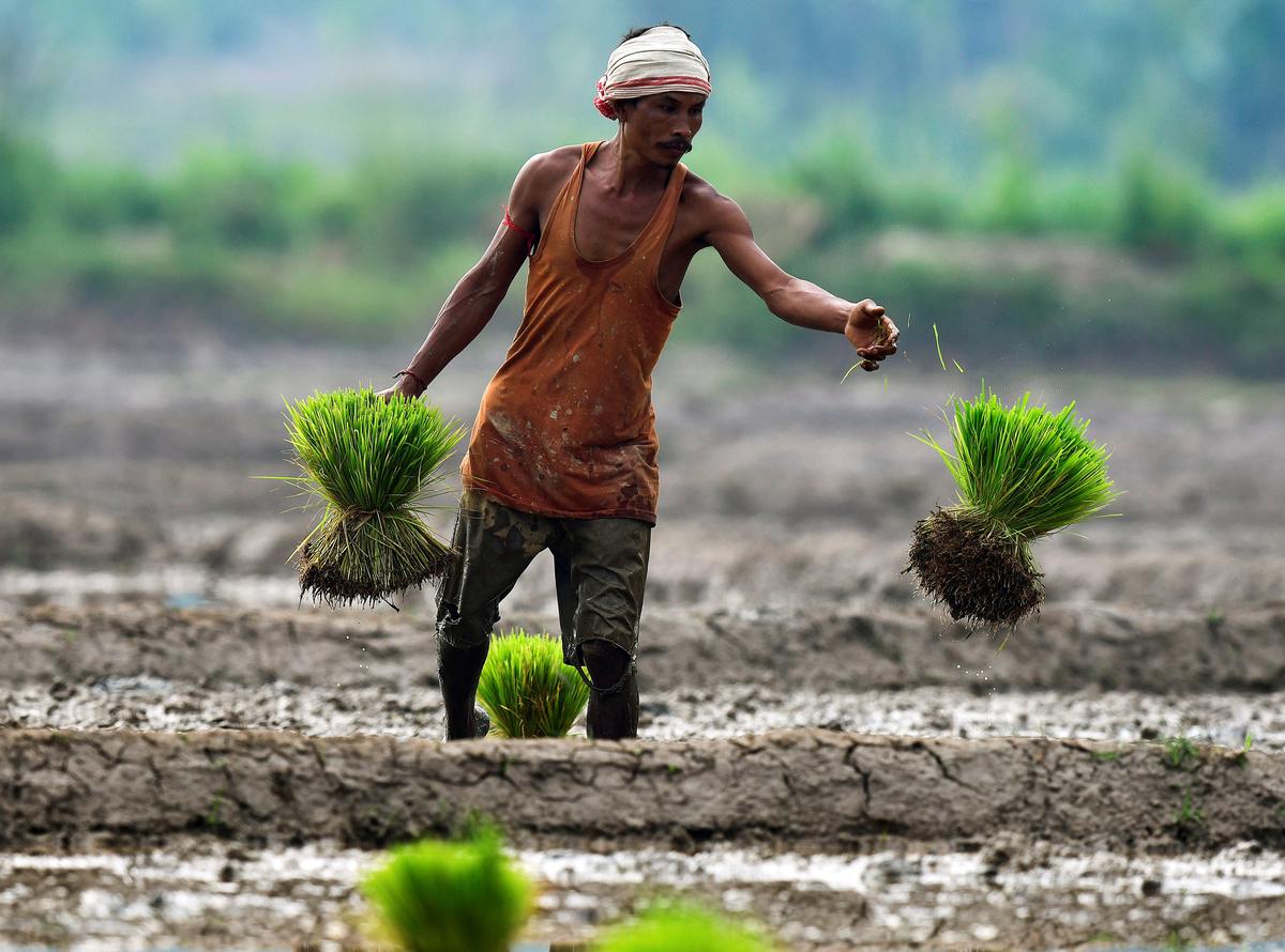 The road to 2047 for Indian agriculture - The Hindu