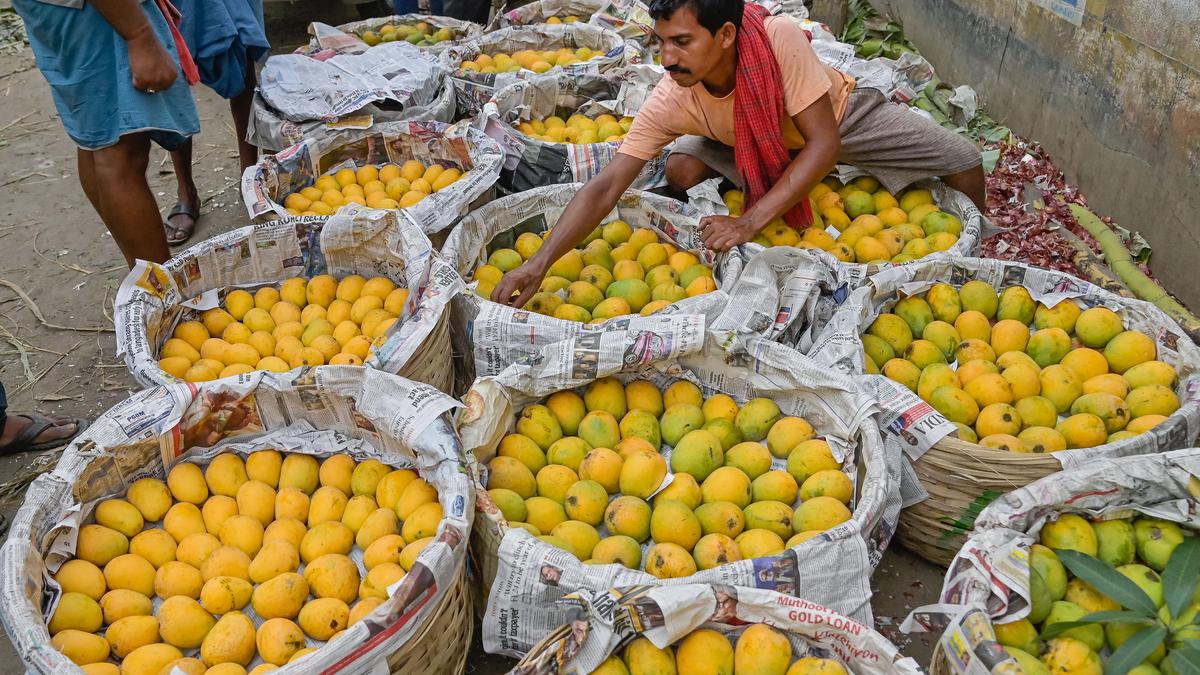 Mamata sends Bengal’s top varieties of mangoes to President, PM Modi