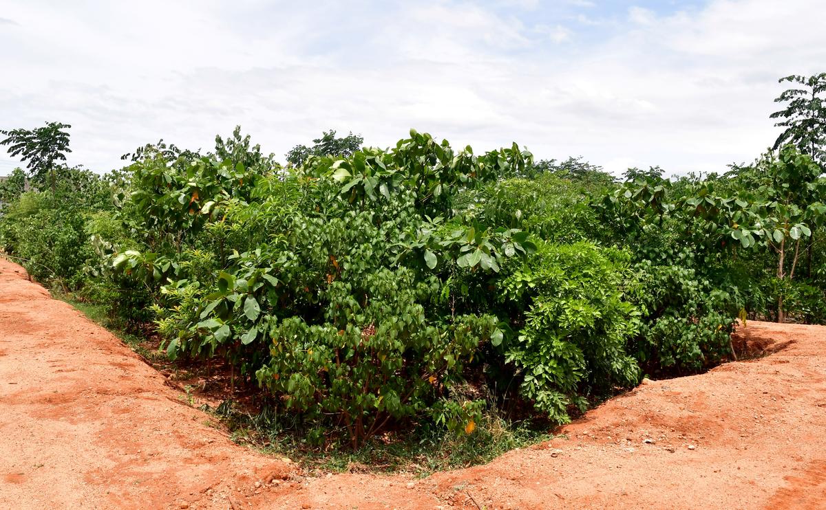 Sci-Five | The Hindu Science Quiz: On domestication of plants