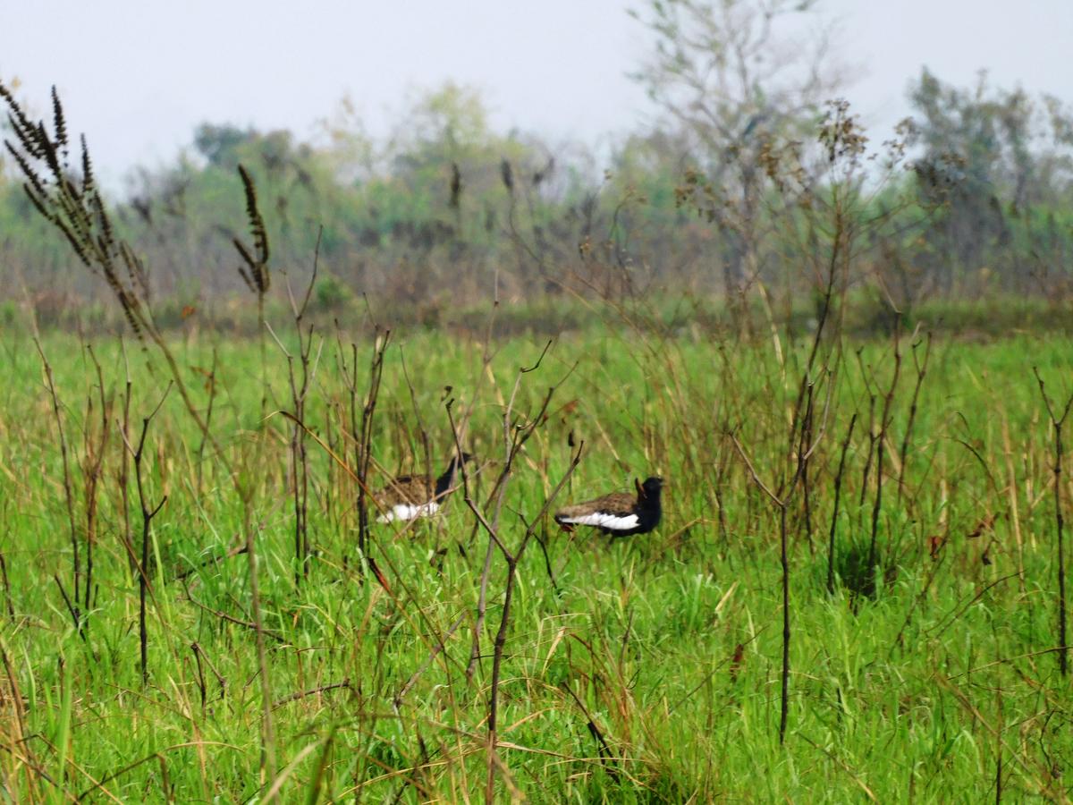 Bengal florican in Manas National Park. Photo: SPECIAL ARRANGEMENT