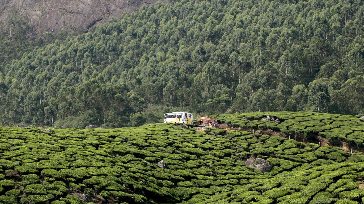 Munnar records high UV Index amid sharp temperature fluctuations