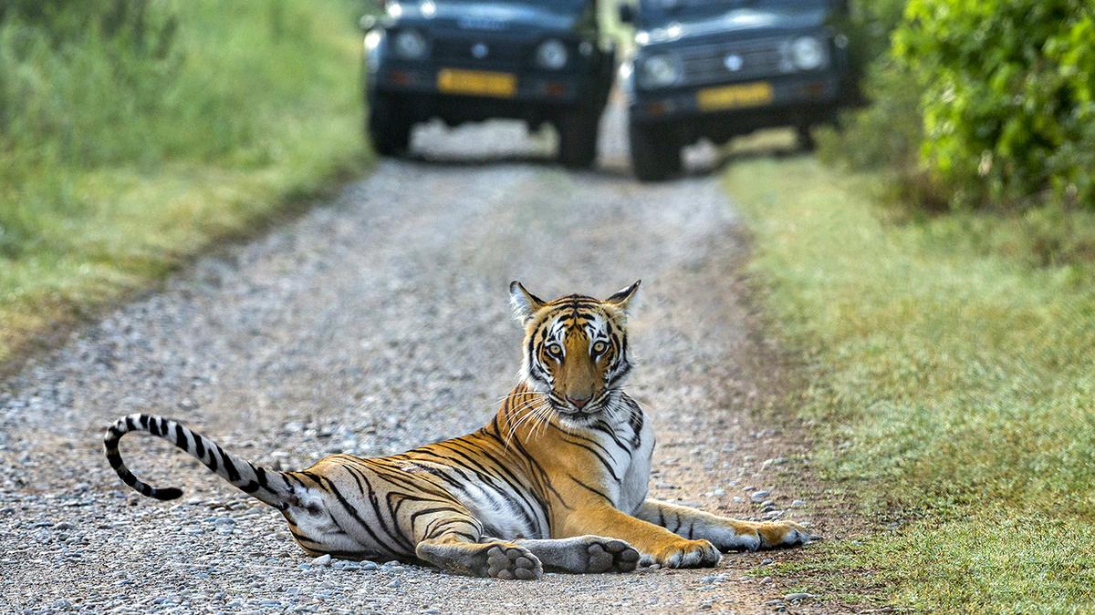 Trees in Corbett fell prey to greedy nexus, says Supreme Court