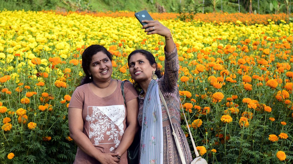 Marigolds bloom in Kolavipalam for this Onam