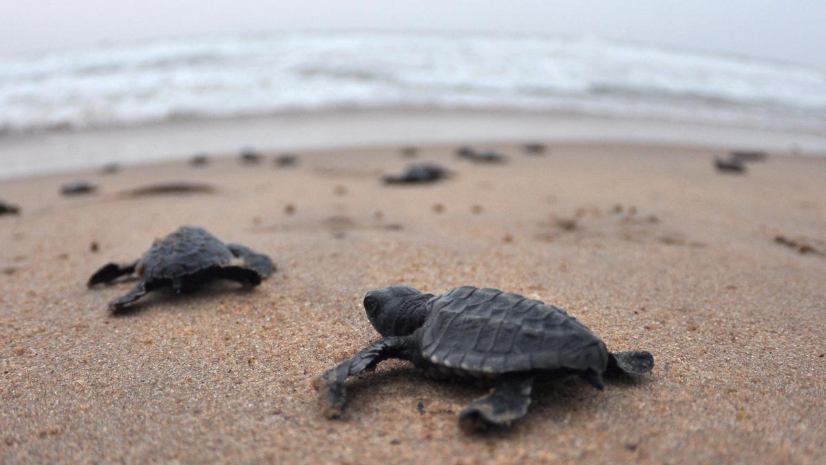 On a metropolitan coast begins a turtle odyssey