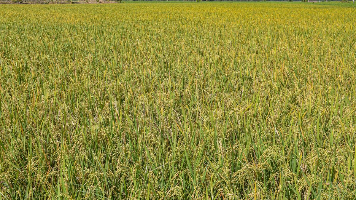 Paddy coverage in Cauvery delta during current Samba season lower than last year
