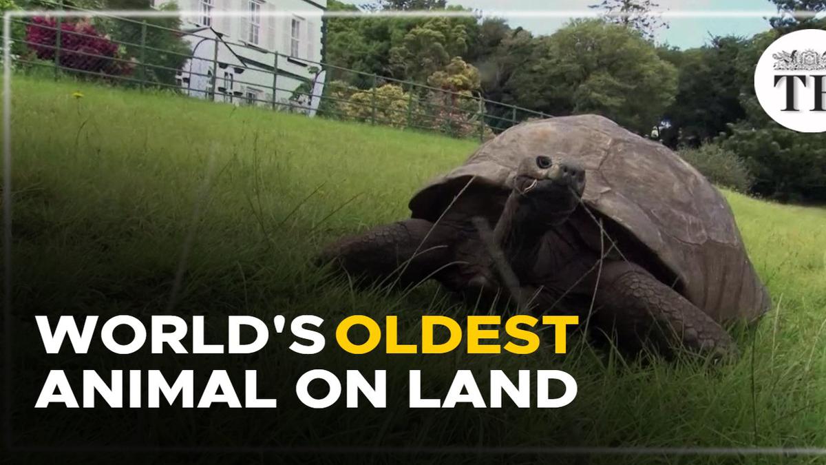 Jonathan the tortoise, world's oldest land animal, celebrates his