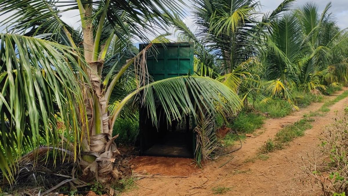 Cages placed to trap animal, suspected to be hyena, in Erode district’s Bhavanisagar