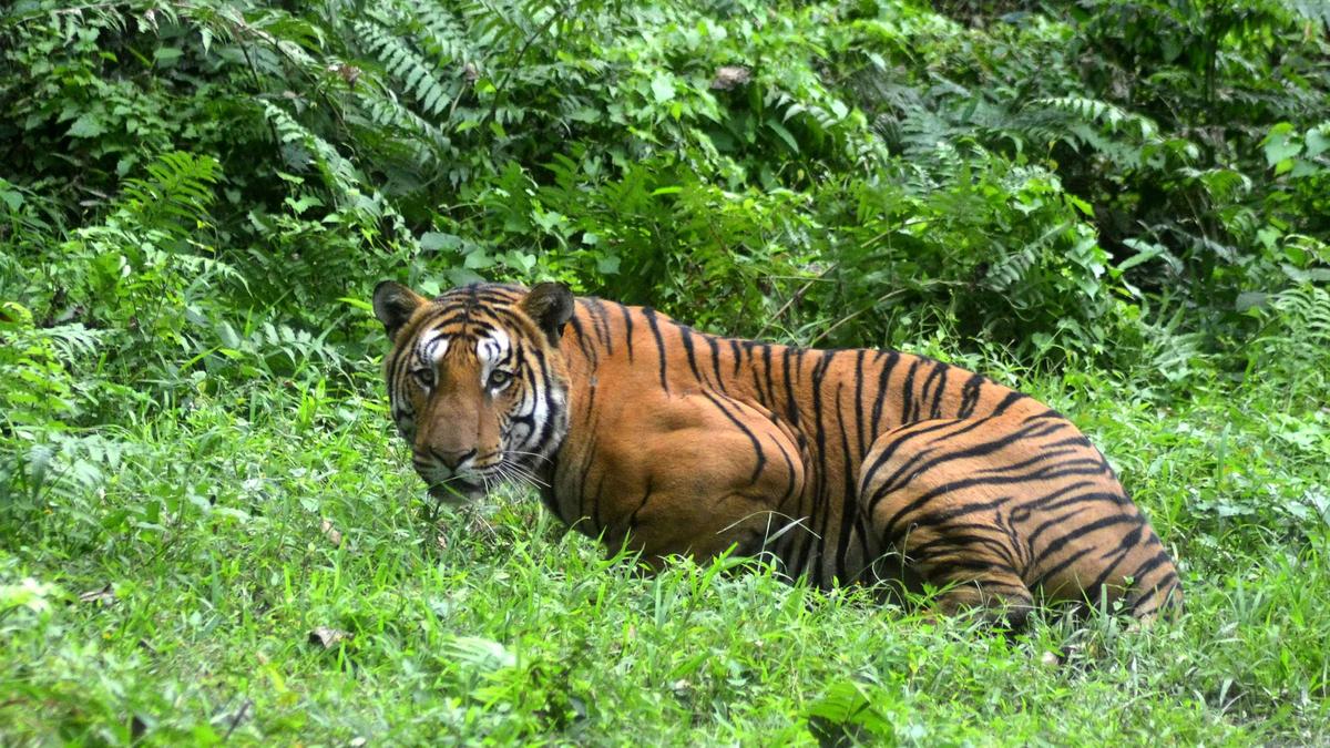 Tiger kills home guard in Assam national park