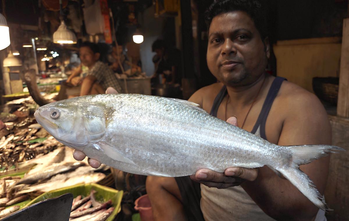 A vendor with the Bengali’s favourite fish, hilsa. A vendor with the Bengali’s favourite fish, hilsa.