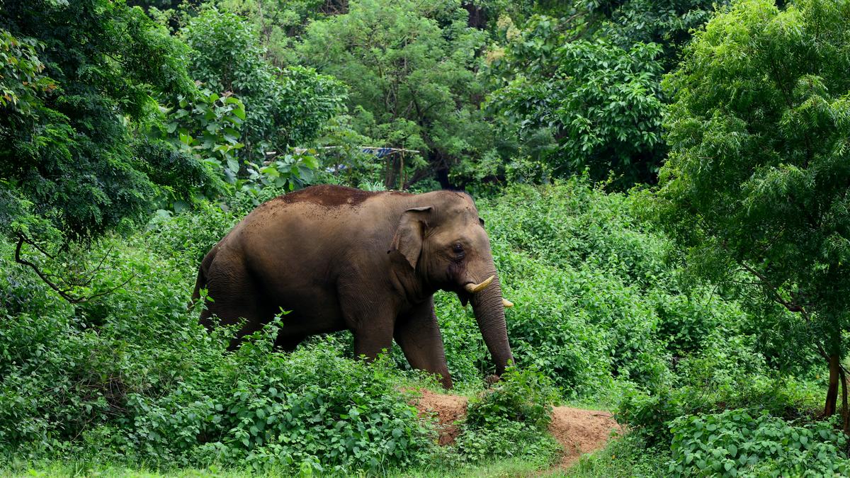 Three women killed by tusker in Odisha