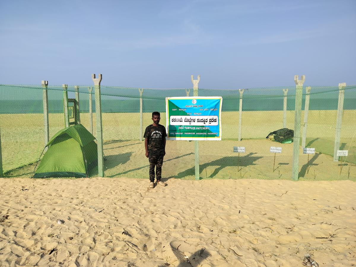 Forest department builds artificial hatching centres to ensure sea turtle eggs are protected from the high tide. Forest department builds artificial hatching centres to ensure sea turtle eggs are protected from the high tide.