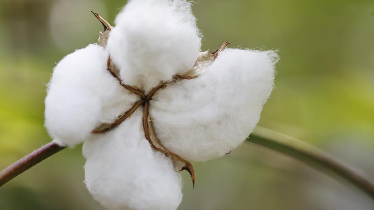Three States rebuff GM regulator’s directive to test transgenic cotton