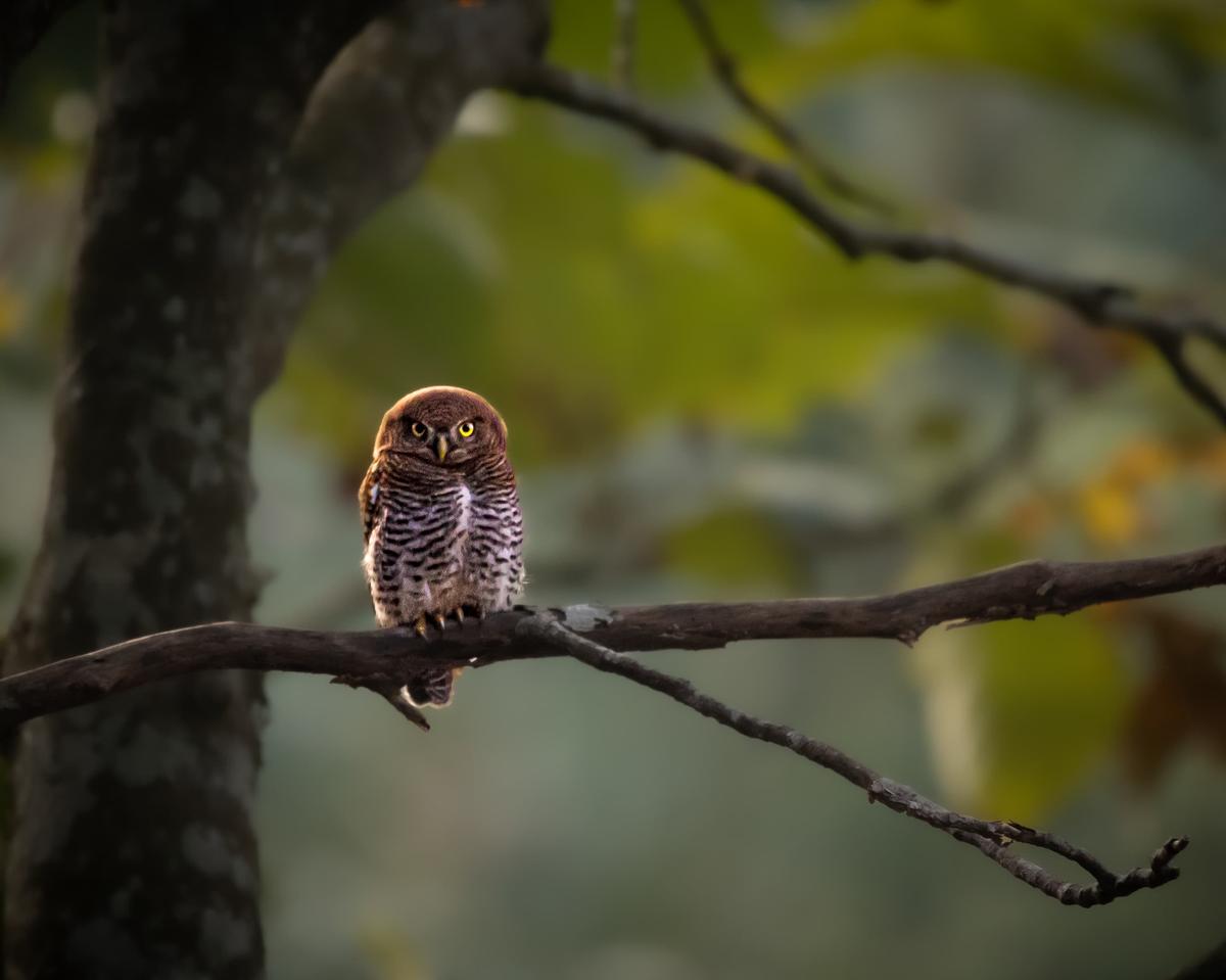 jungle owlet 