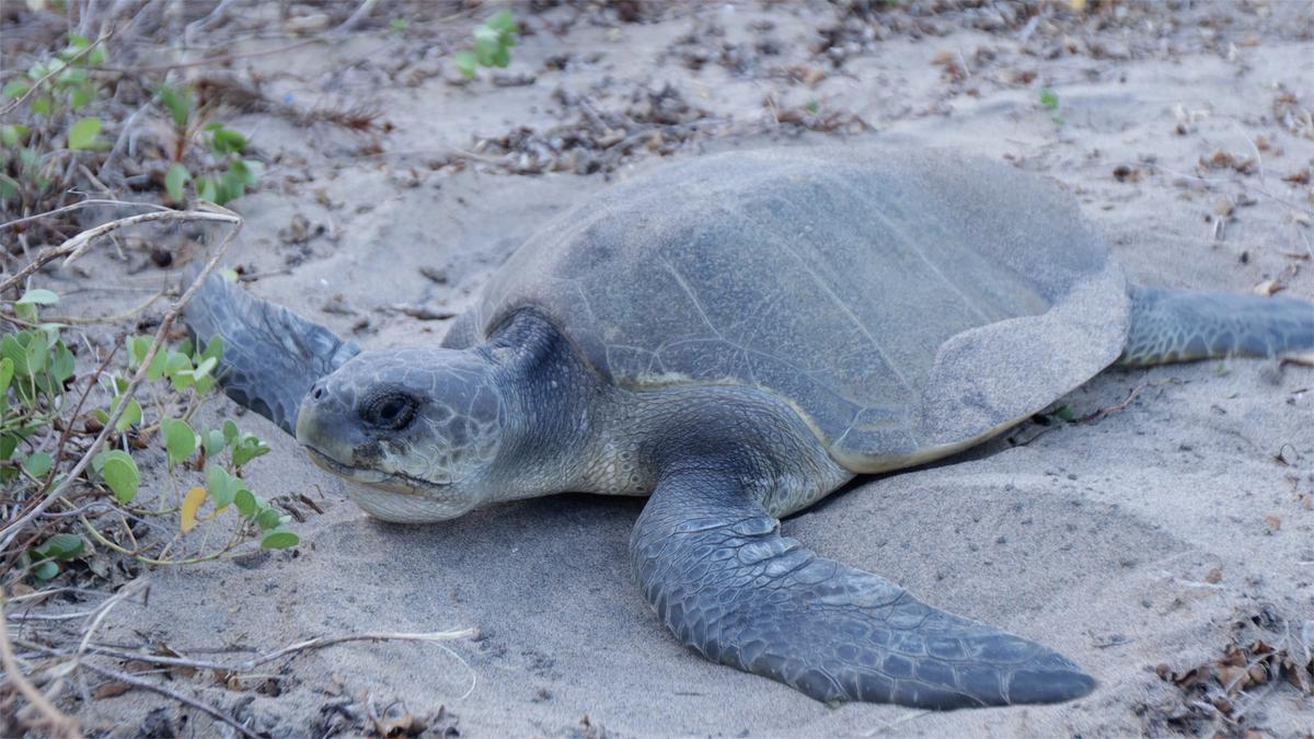 A still from Sasikumar Ambalathara’s documentary Give Me A Little Land – A Loving Shore for The Sea Turtle. An Olive Ridley Turtle covers the pit it had made for laying its eggs on Chavakkad beach, near Thrissur