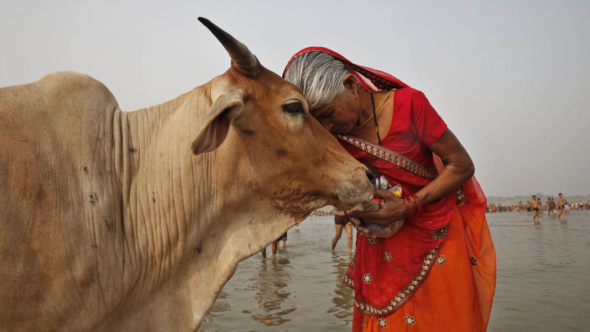 Animal Welfare Board withdraws circular on ‘Cow Hug Day’