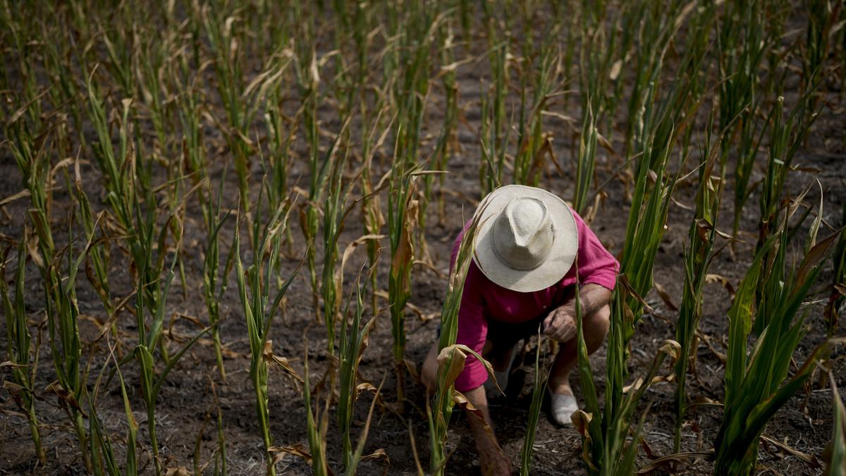 Farmers struggle in Argentina as drought withers their crops