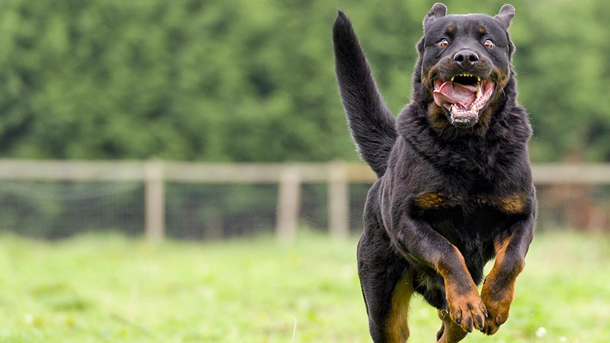 Ban on “ferocious” dogs: Madras High Court restrains Centre from taking final decision