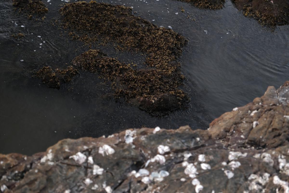 Seaweed hugging to the rocks