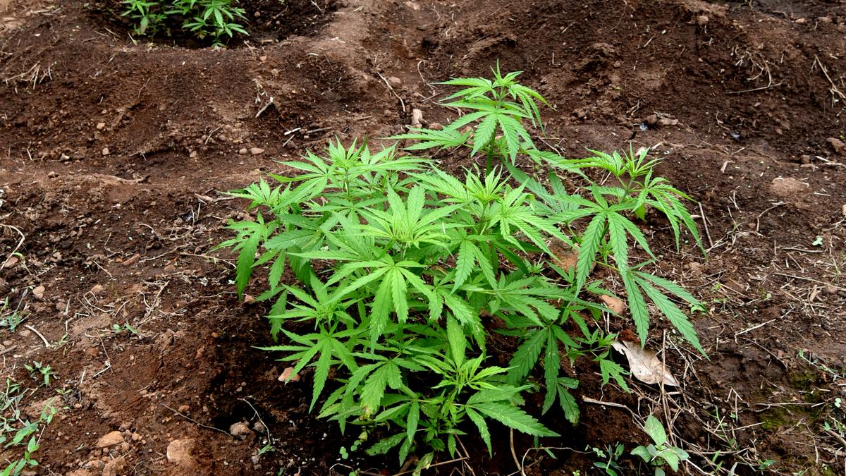 To curb ganja smuggling, Visakhapatnam police decide to set up more number of checkposts in various areas