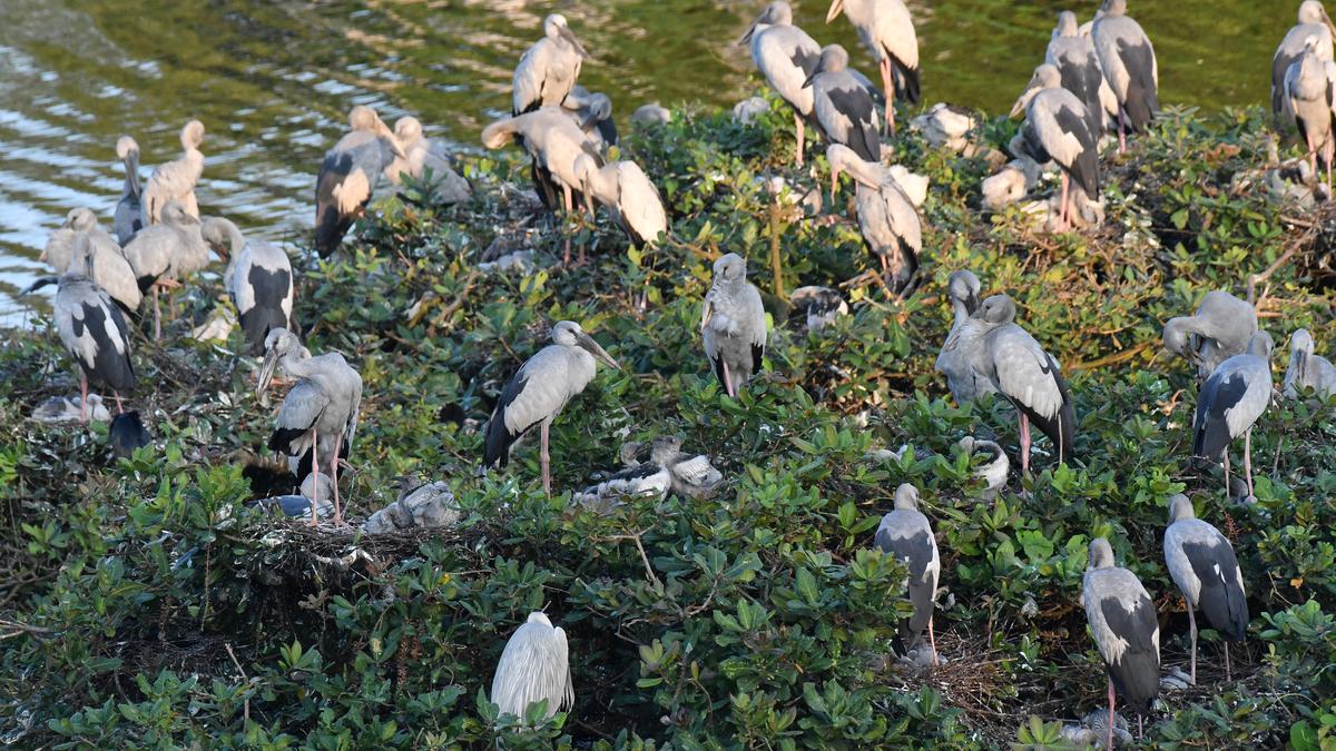 Less number of migratory birds spotted at Vedanthangal sanctuary this year