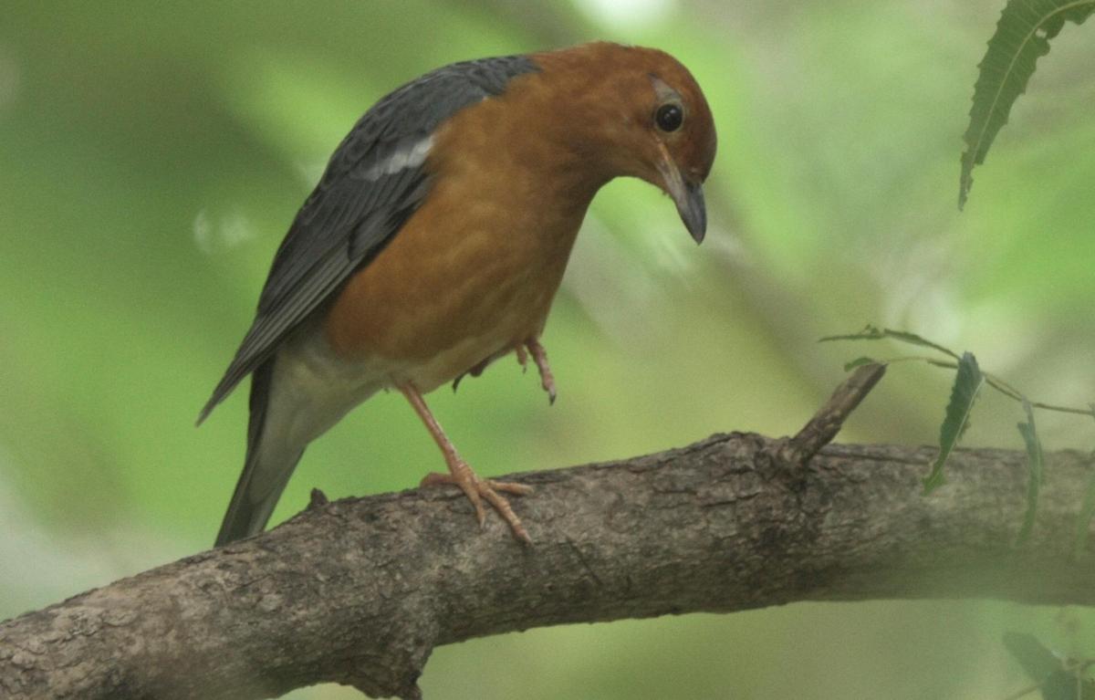 An Orange-headed Thrush spotted at Uyyakondan Canal in Tiruchi.