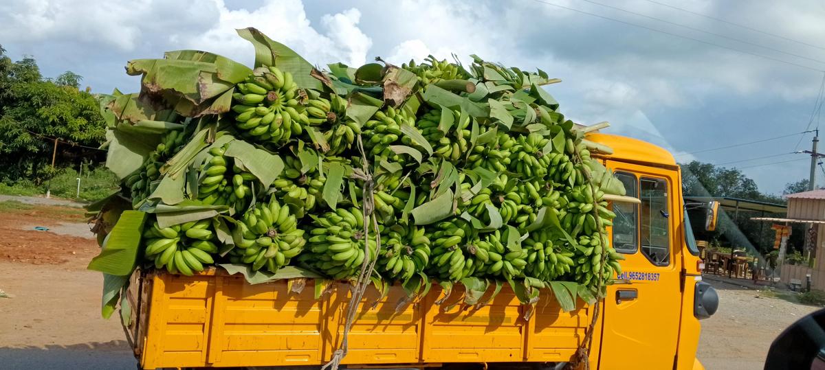 A truck carrying bananas to Tirupati from Railway Kodur in Annamayya district. 