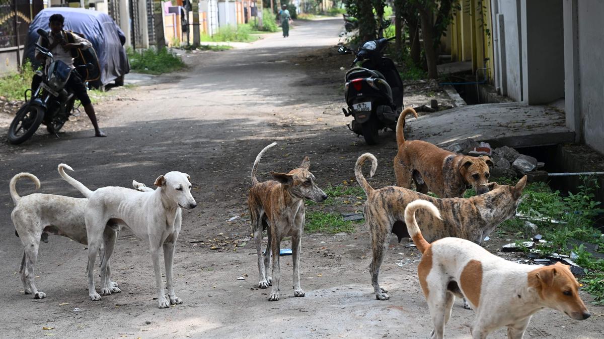 Street dogs eat amputated limb in Vijayawada government hospital; probe ordered
