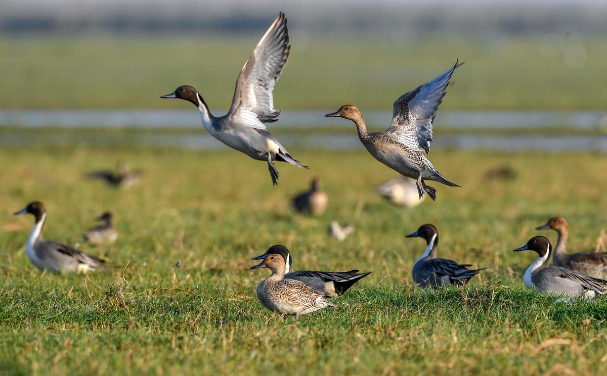 Northern pintails and northern shovellers from Siberia and Central Asiain in the waters of Mangalajodi, northeastern edge of Chilika Lake in Odisha