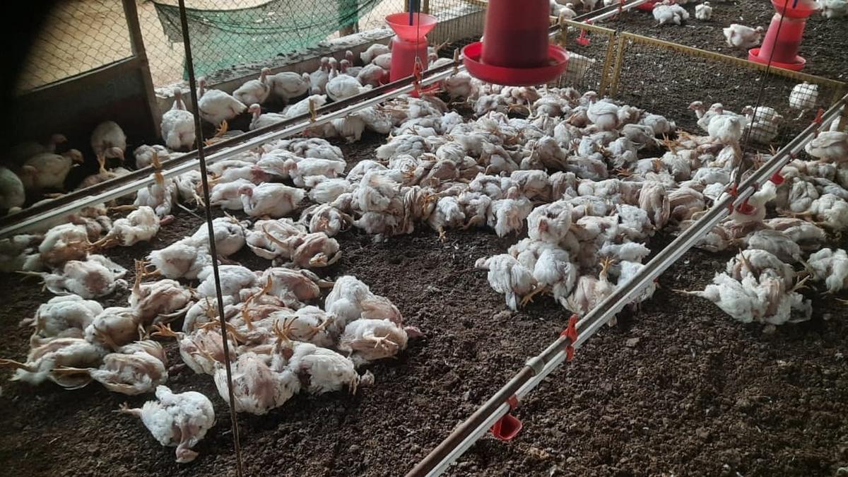 Farmers losing livestock, poultry to wandering dogs in Tiruppur await Government Order on compensation