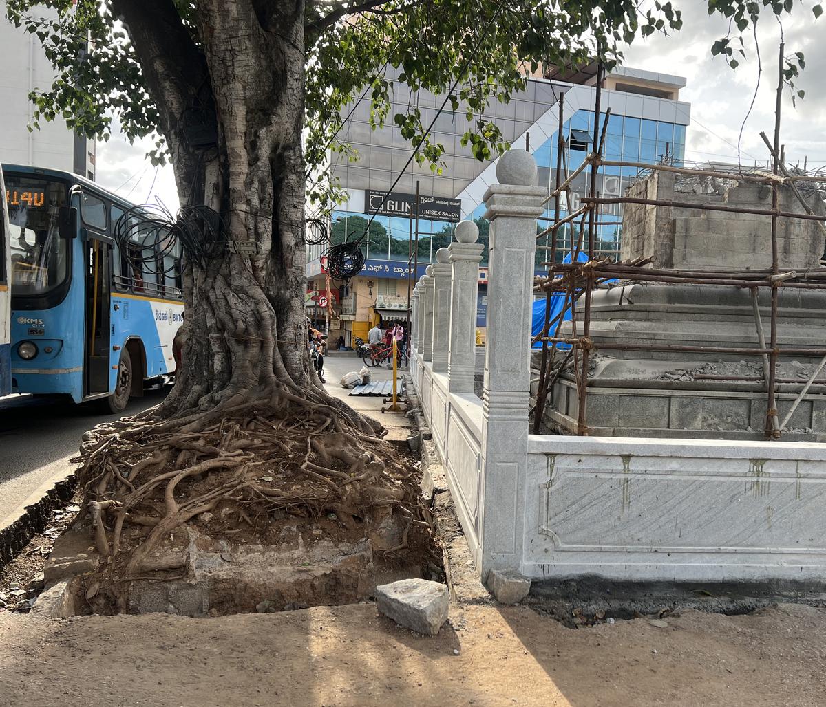 The beautification work that has been taken up at BEML Circle on New Thippasandra Road has exposed the roots of an old tree. The beautification work that has been taken up at BEML Circle on New Thippasandra Road has exposed the roots of an old tree.