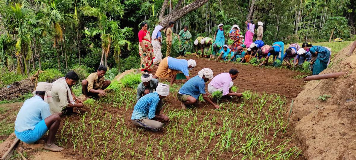 Planting of millet saplings in progress at Thayannankudy tribal settlement 