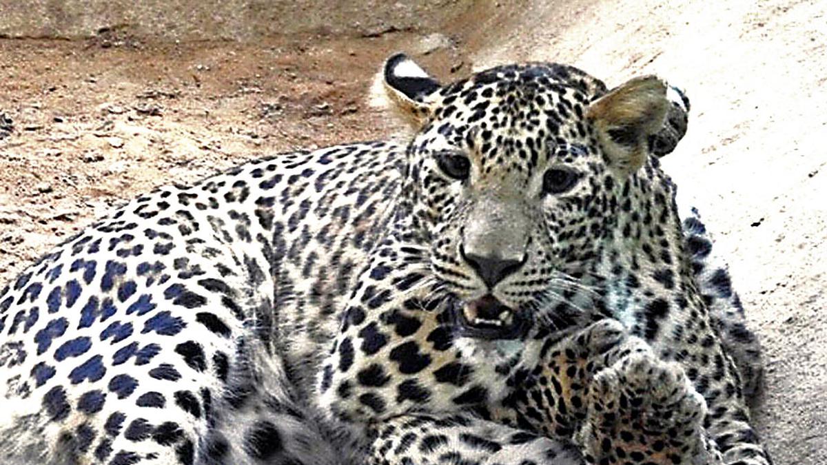 Seven leopard cubs die at Bannerghatta Biological Park in Bengaluru after virus  attack - The Hindu