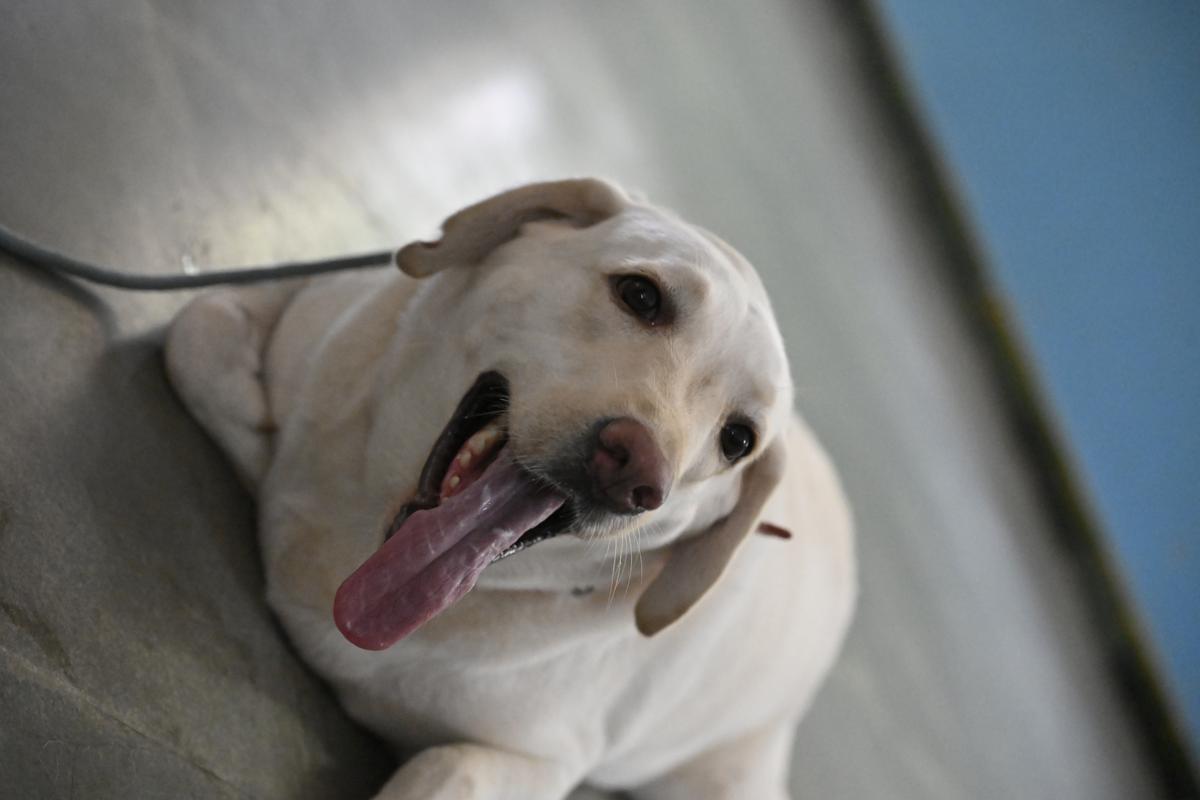 Dr. Dog, Rinku