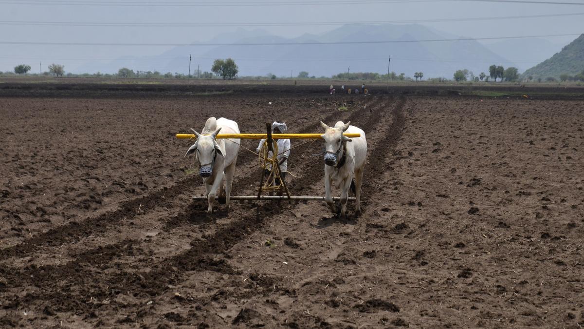 Andhra Pradesh govt. sets crop production target of 167 lakh MT for kharif