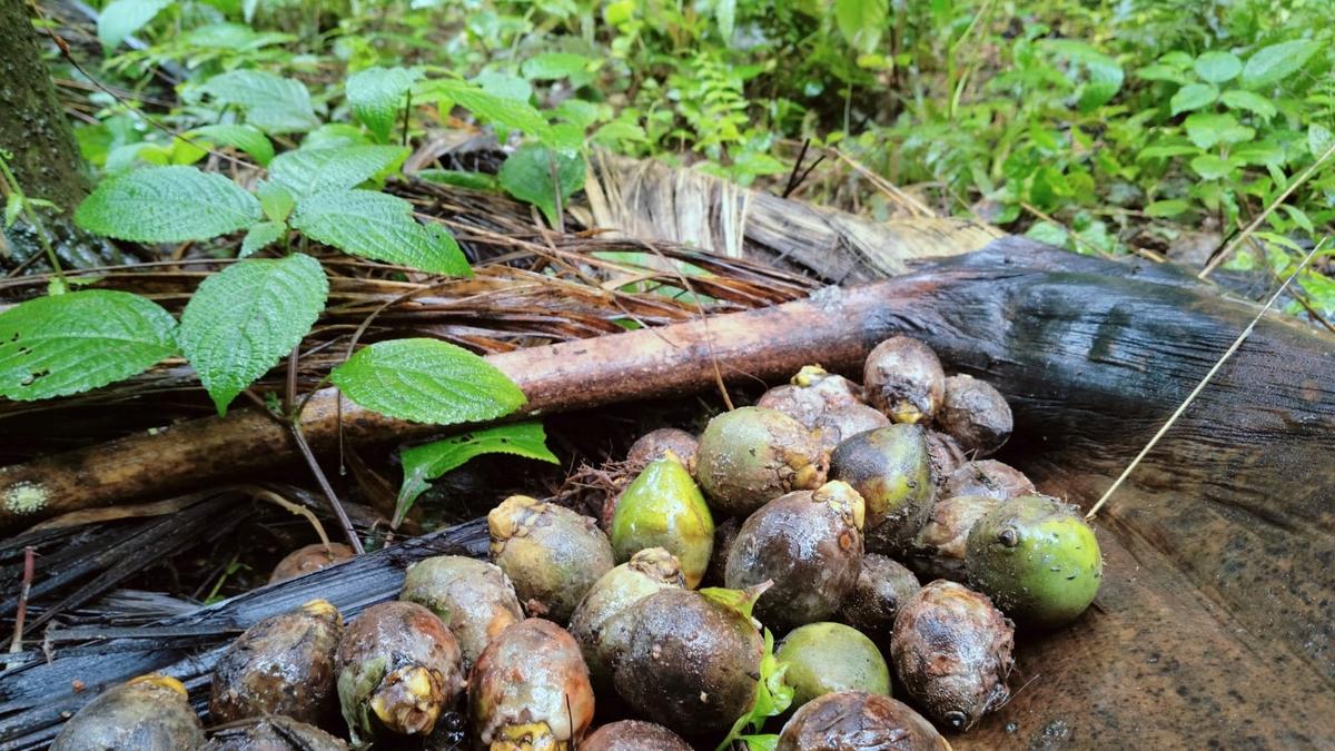 ‘Release previous year’s weather-based insurance amount to areca growers’