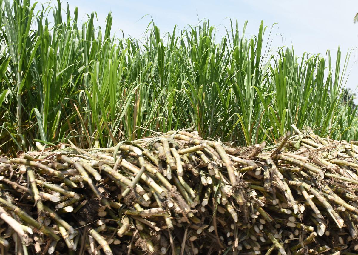 uttar-pradesh-unlikely-to-announce-sap-for-sugarcane-this-season-the