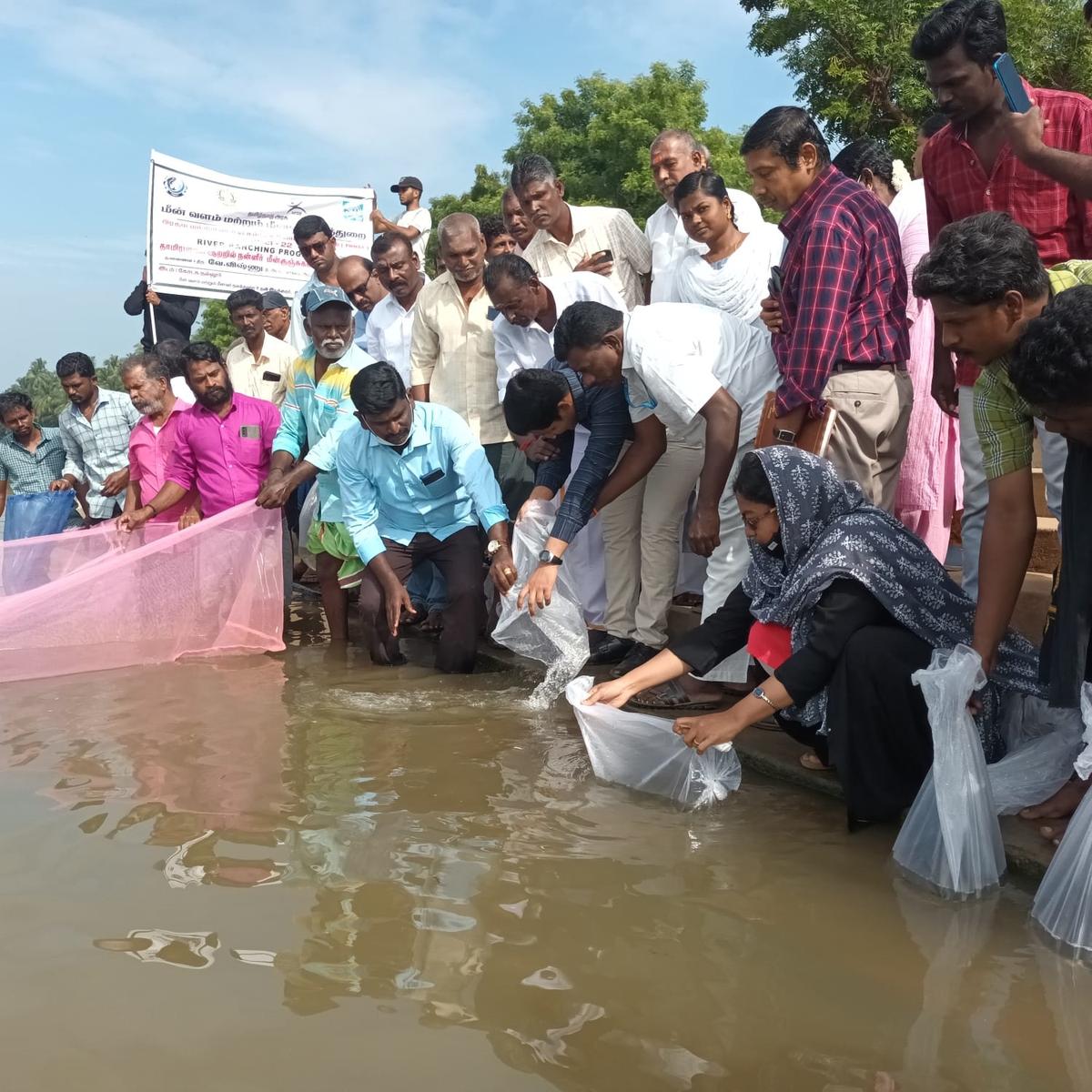 Over 7.50 lakh fingerlings stocked in Tamirabharani to increase inland fish production