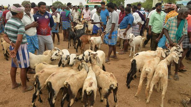 Profitable week for most livestock shandies ahead of Bakrid in Tiruchi