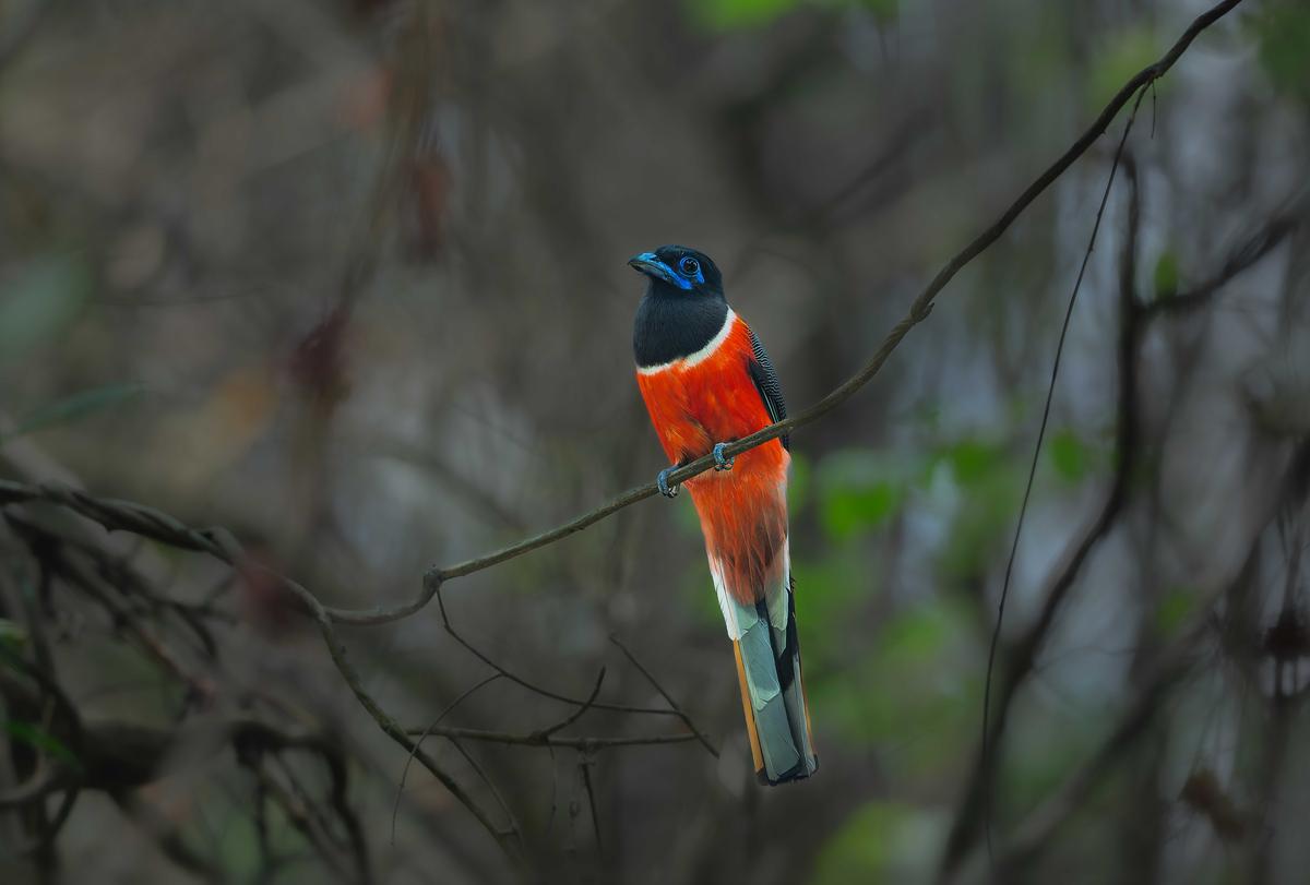 Photograph of a Malabar Trogon clicked by photographer Jainy Kuriakose 