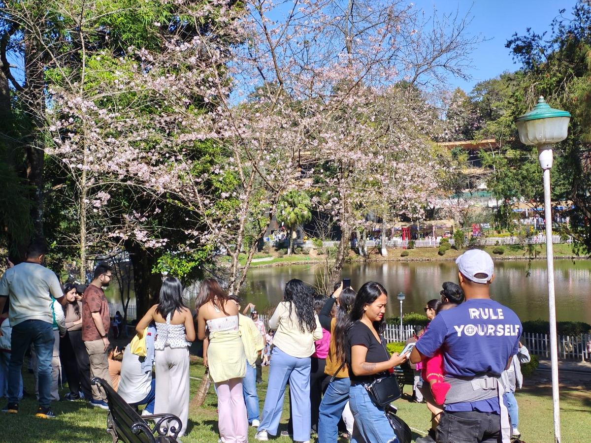 Scenes from Shillong's Cherry Blossom Festival Scenes from Shillong's Cherry Blossom Festival