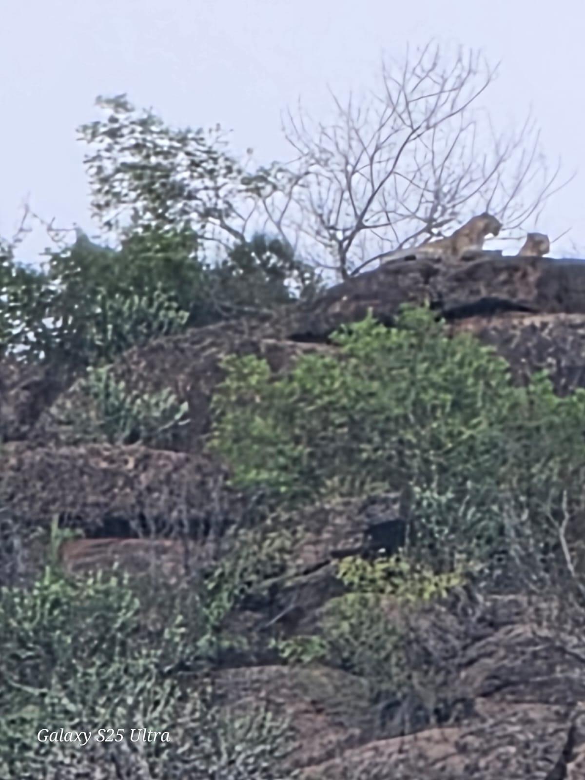 Two leopards sighted on the Marayeepalayam hillock in Sathyamangalam taluk in Erode district in Tamil Nadu on Friday.  