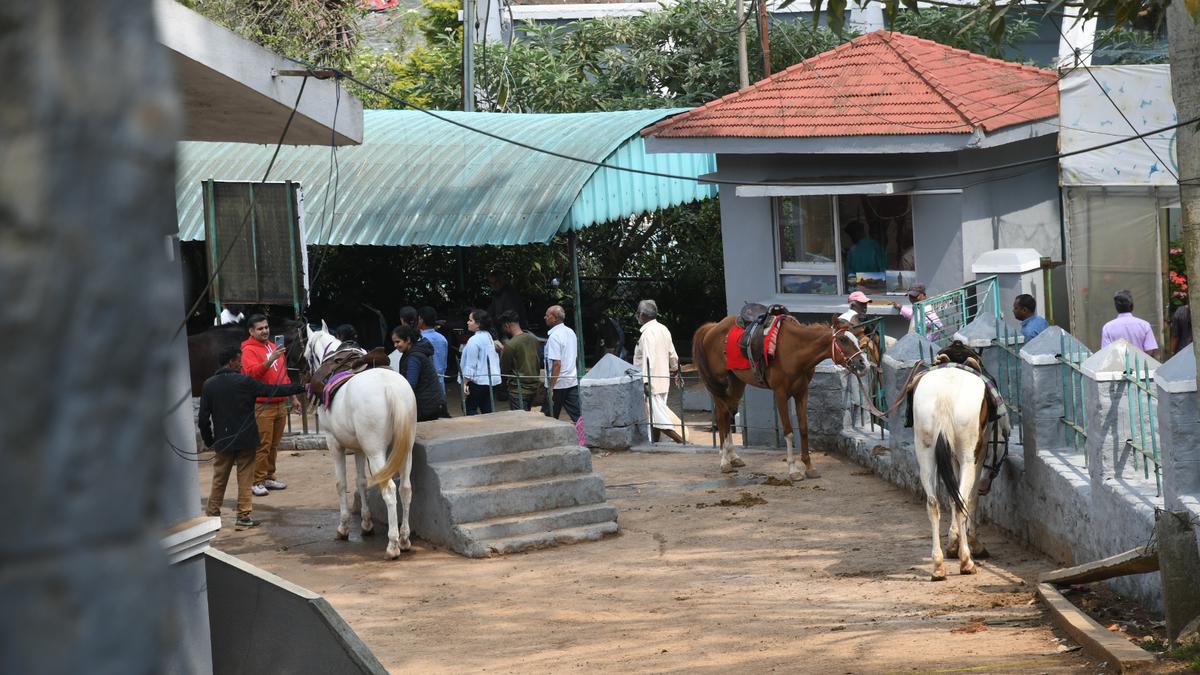 Animal pounds to be established to house stray horses and cattle abandoned in Ooty town