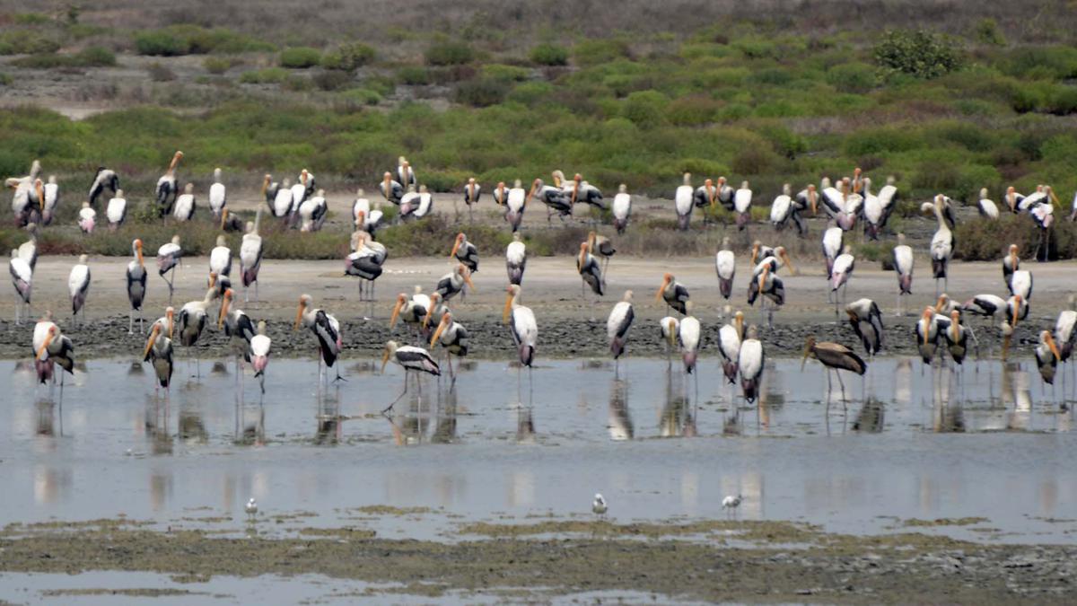 Chennai’s biodiversity hotspot: Discovering, and delving into Ennore’s rich flora and fauna