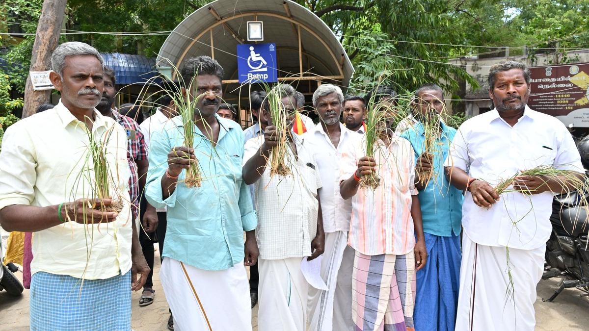 Plea to release water from Kannadiyan Channel to save standing paddy, plantain crops