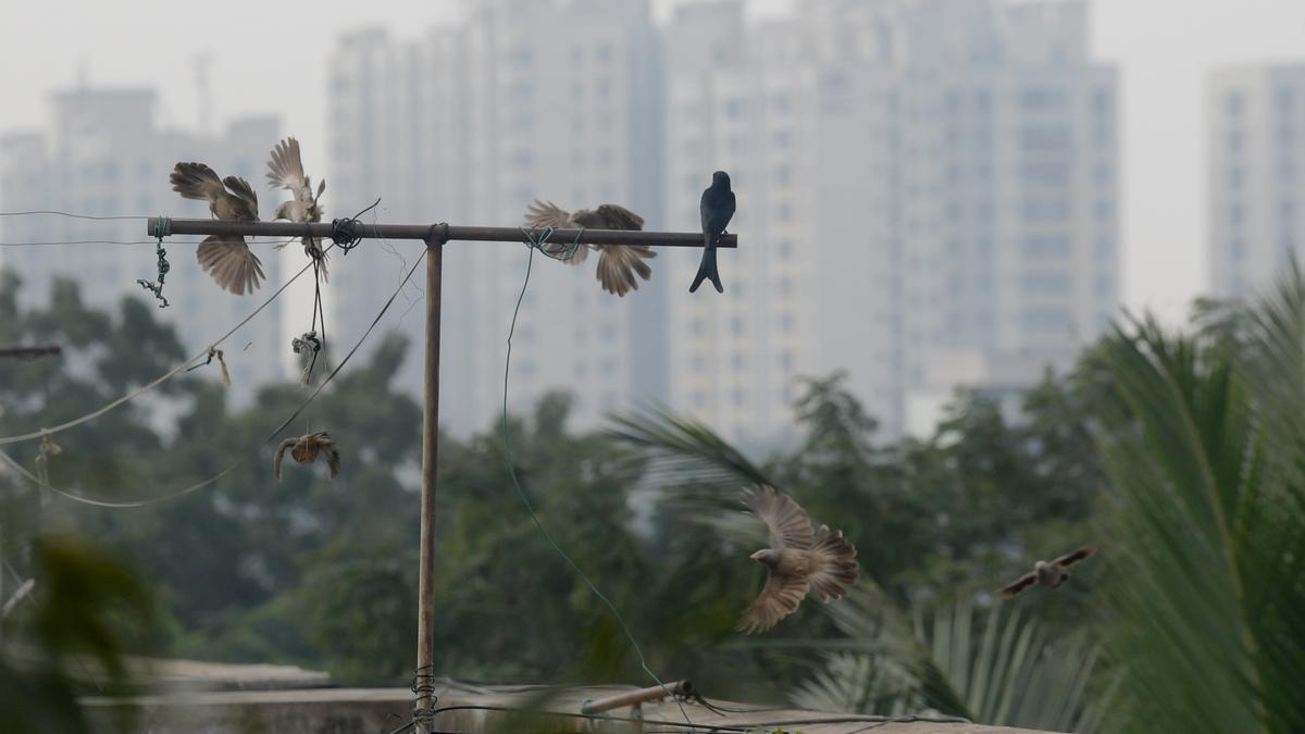 Low-pressure area in the Bay may intensify into depression by January 31, says IMD