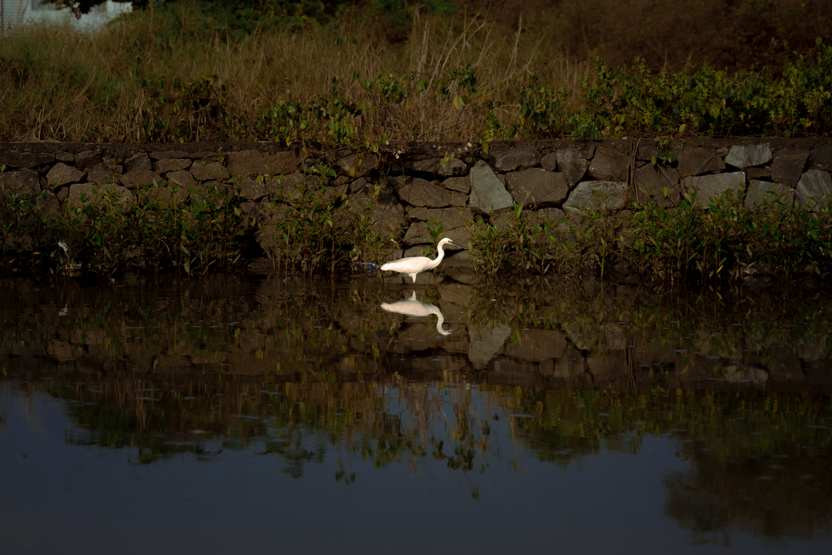 A heron in a swampy mangrove