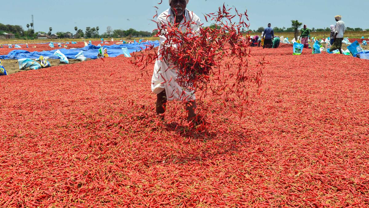 Sudden rains damage chilli, mango crop in Prakasam district