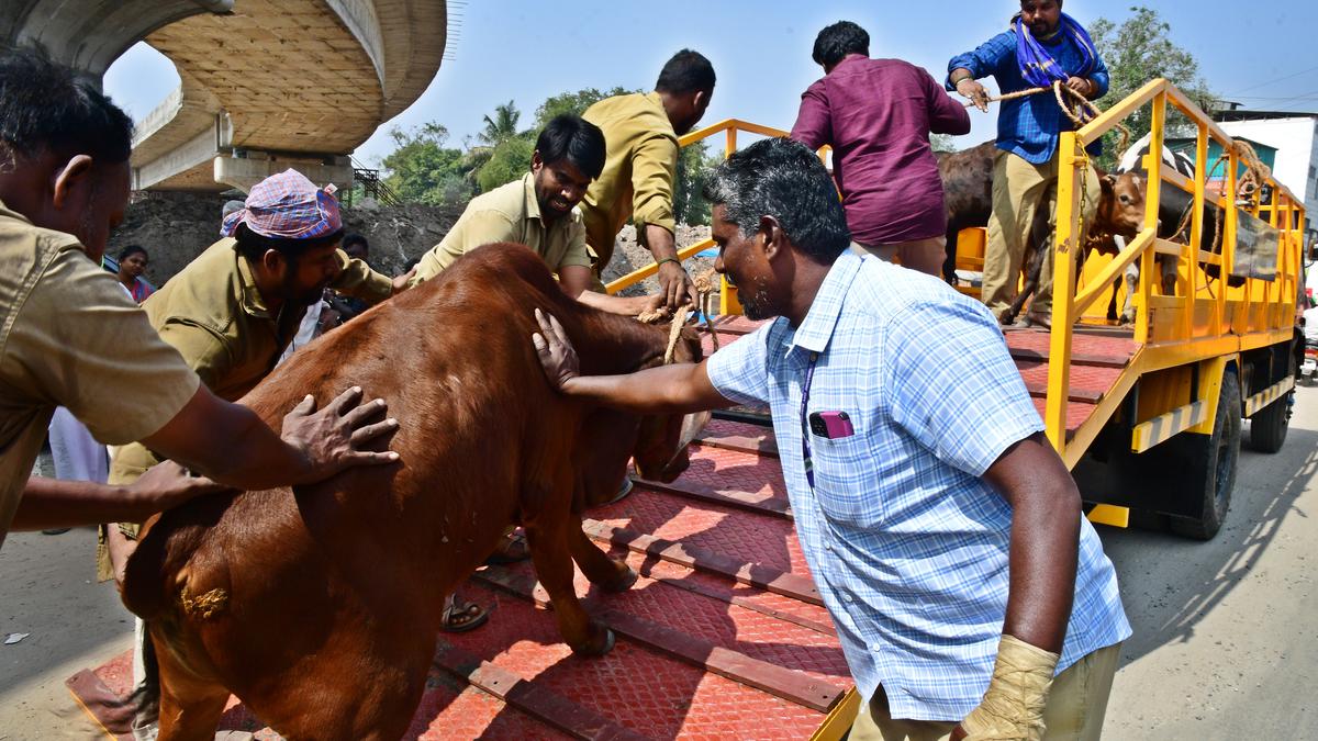 Coimbatore Corporation begins drive to impound stray cattle