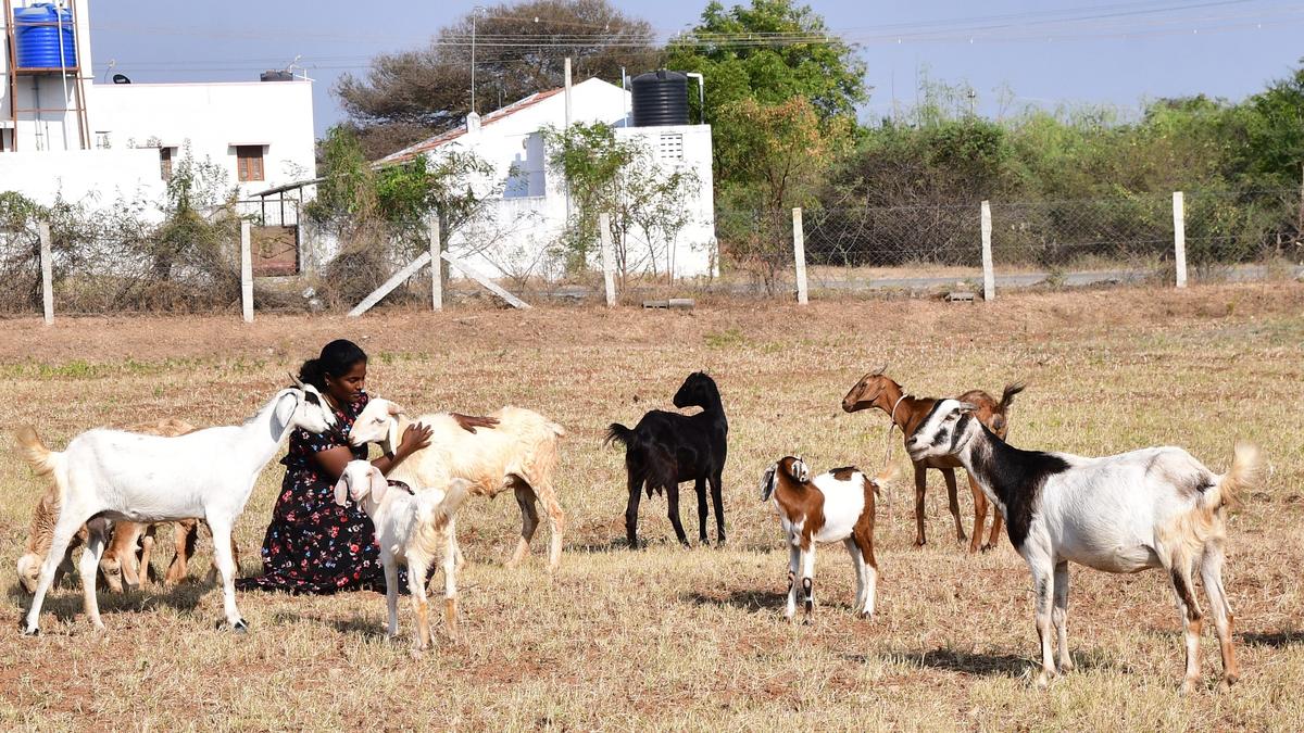 Theft of goats, sheep cause setback to landless, marginal farmers in Vellakoil